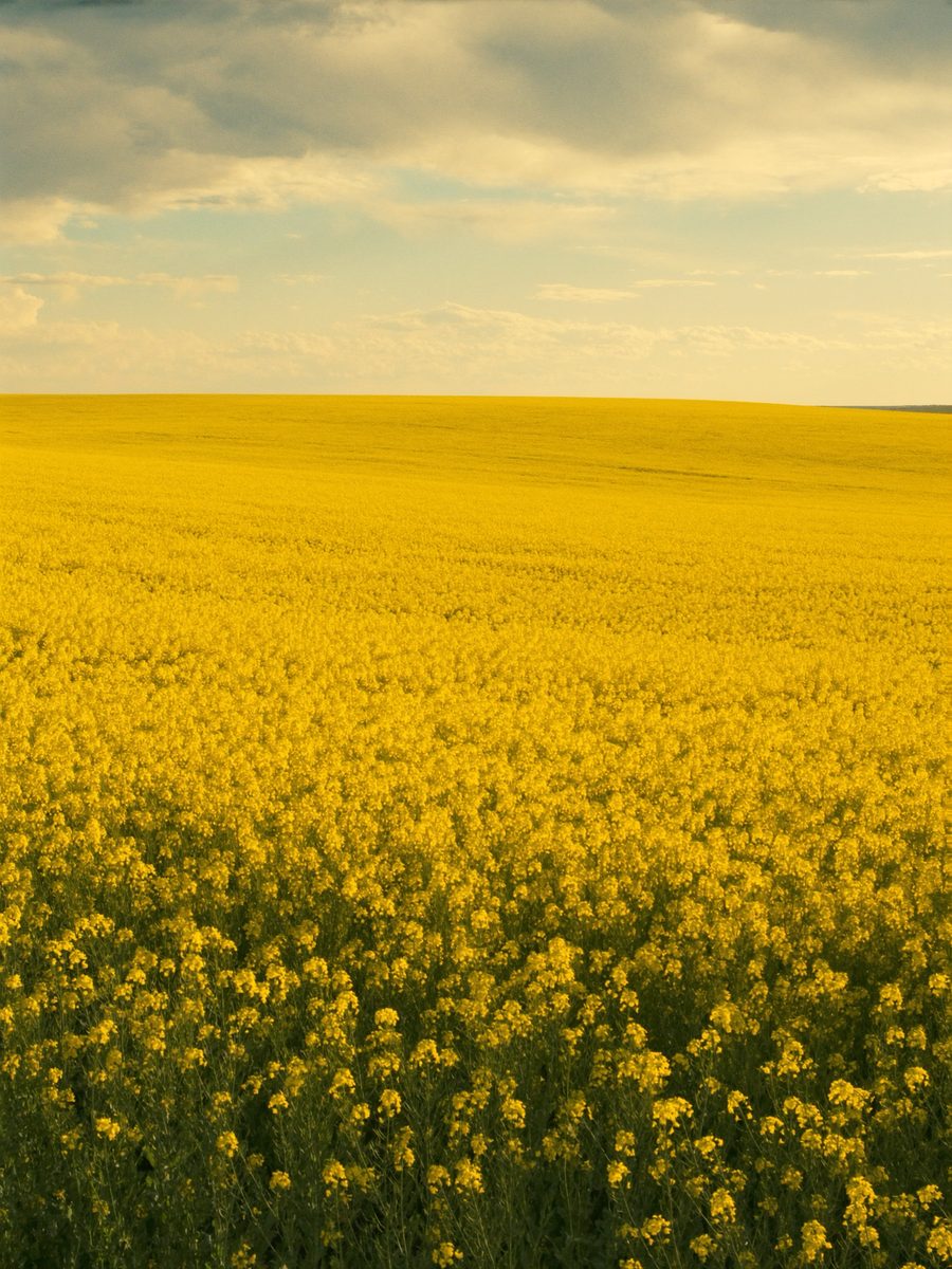 Saskatchewan